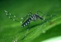 ウイルス感染蚊に注意のサムネイル画像