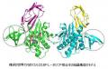 糖尿病などの治療薬開発に道のサムネイル画像