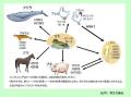 インフルエンザ患者、大幅減のサムネイル画像