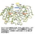 アルツハイマー病治療薬の実用化を促進のサムネイル画像