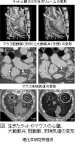 呼吸・循環器系疾患、がん治療に光のサムネイル画像