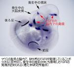 脳の仕組みの解明へ成果のサムネイル画像