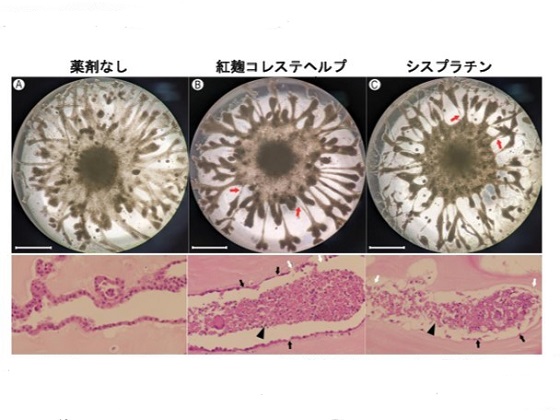 試験管の「ミニ腎臓」で薬の安全性評価のサムネイル画像